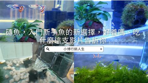 鼠魚入門|你所不知道的「老鼠魚」!擺脫新手【鼠魚篇】